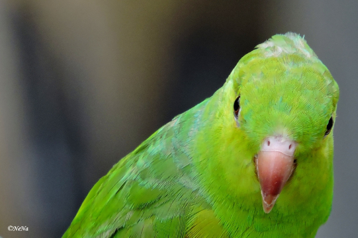Plain Parakeet