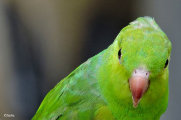 Plain Parakeet