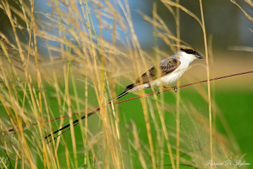 Behind the grass