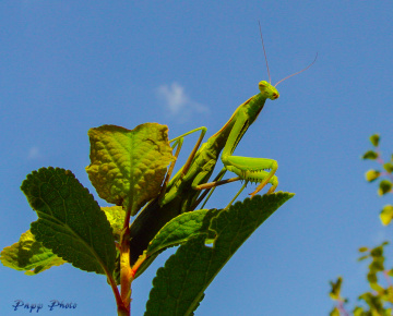 mantis