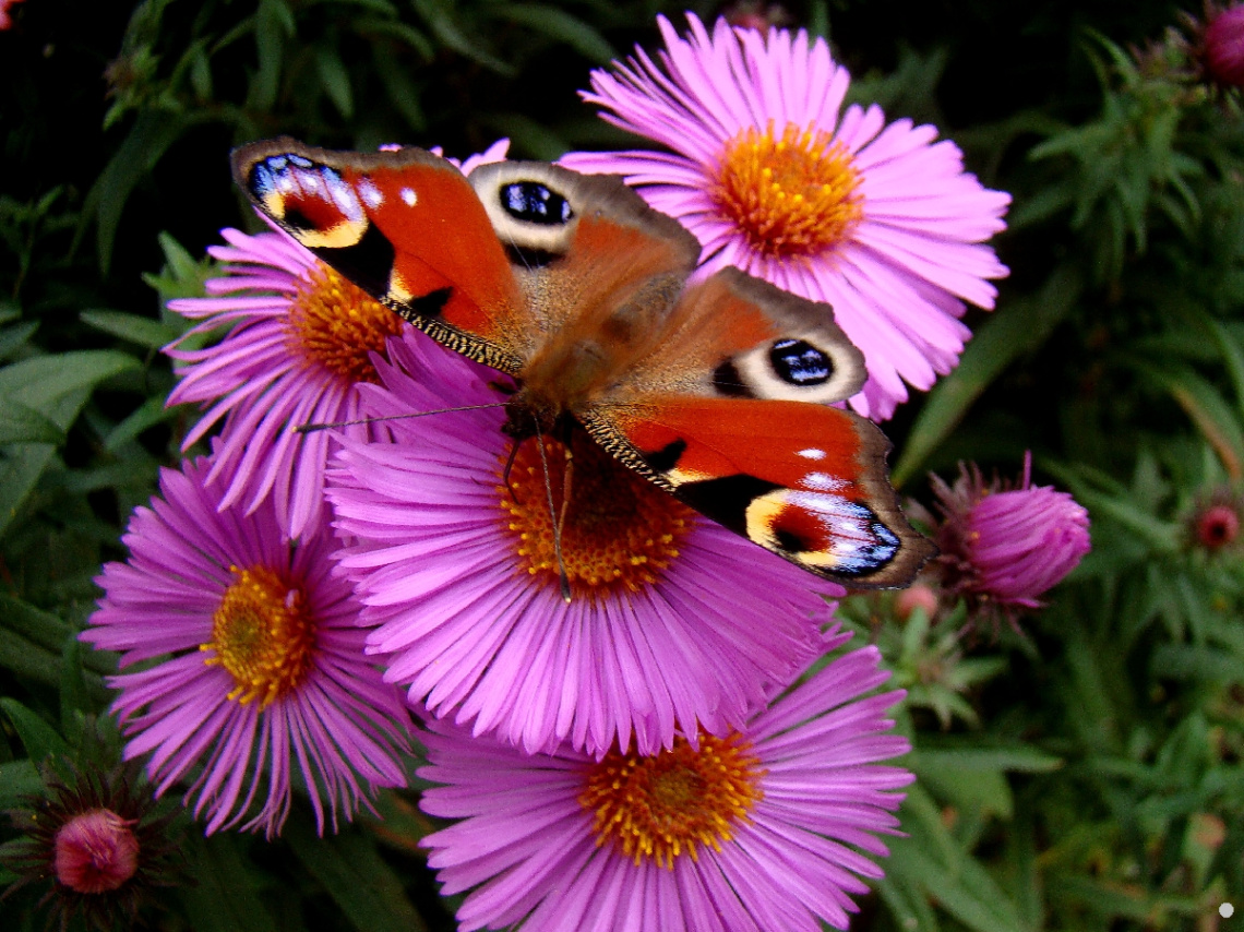 schmetterling 