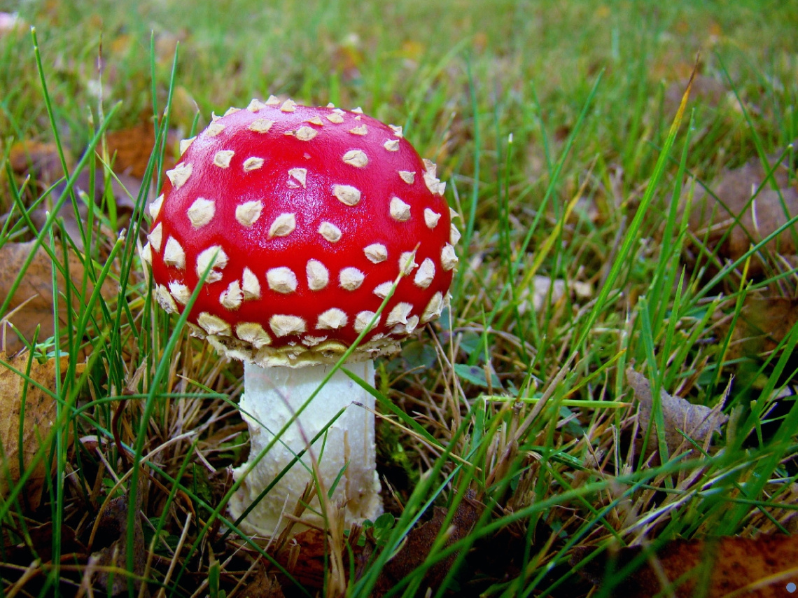 fliegenpilz