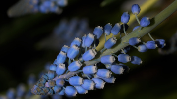 Blue...