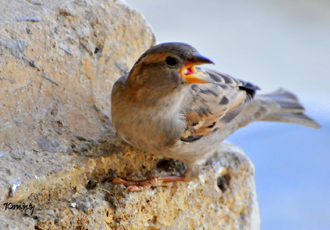 GOOD MORNİNG -- BREAKFAST_TİME :))) 