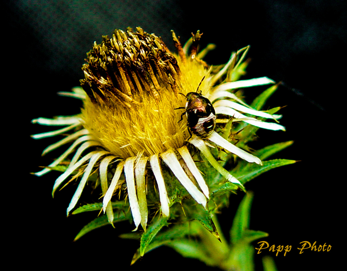 insect and flower