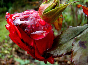 nach dem regen