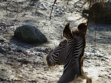 Zebra