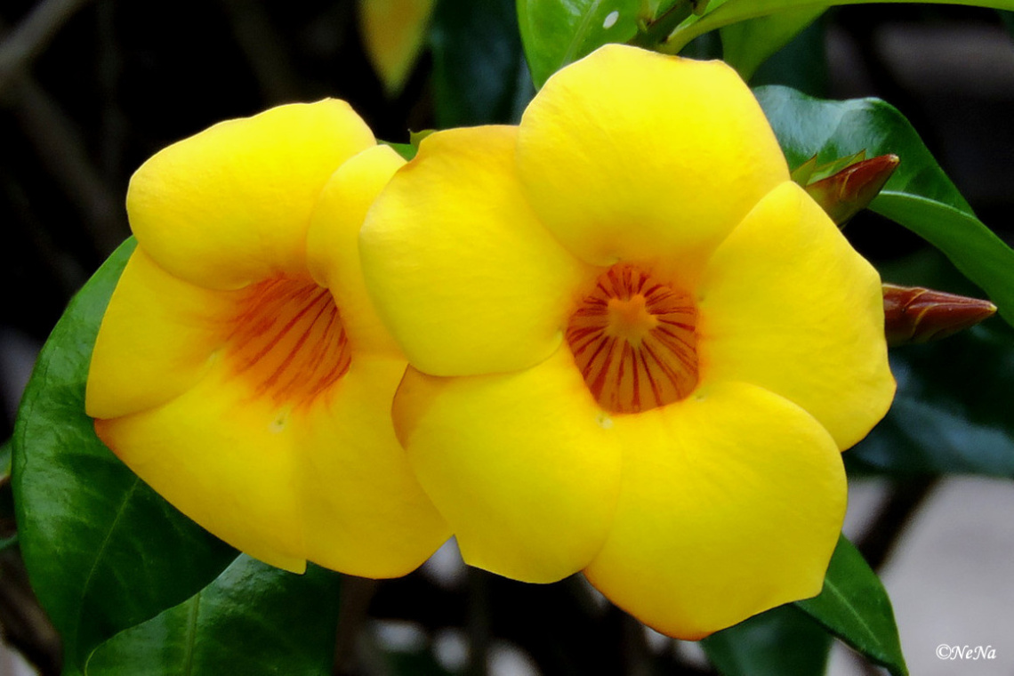 Yellow Allamanda