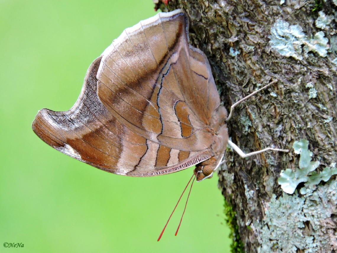 Beauties of nature