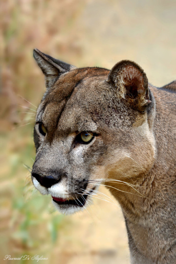 Monsieur Puma
