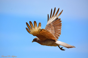 See my wings VI