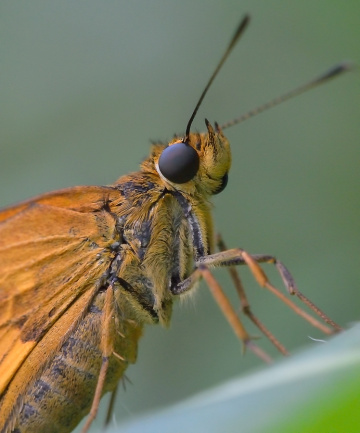Skipper