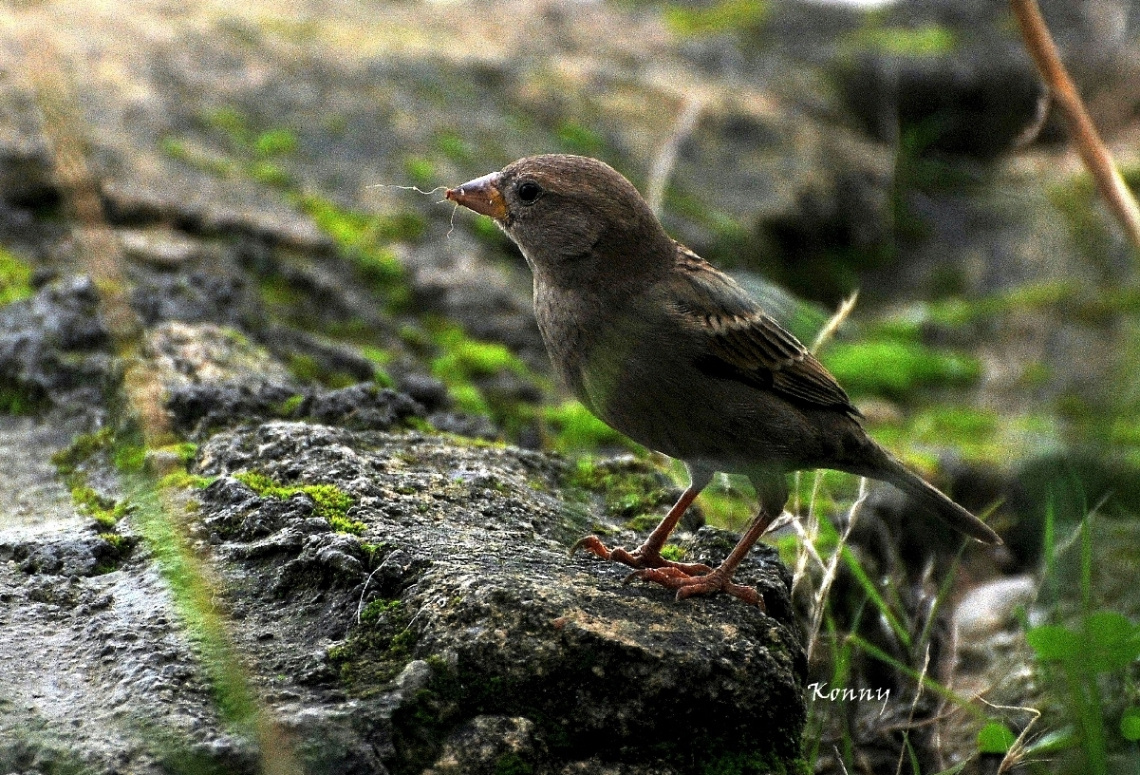 one of my morning friends 