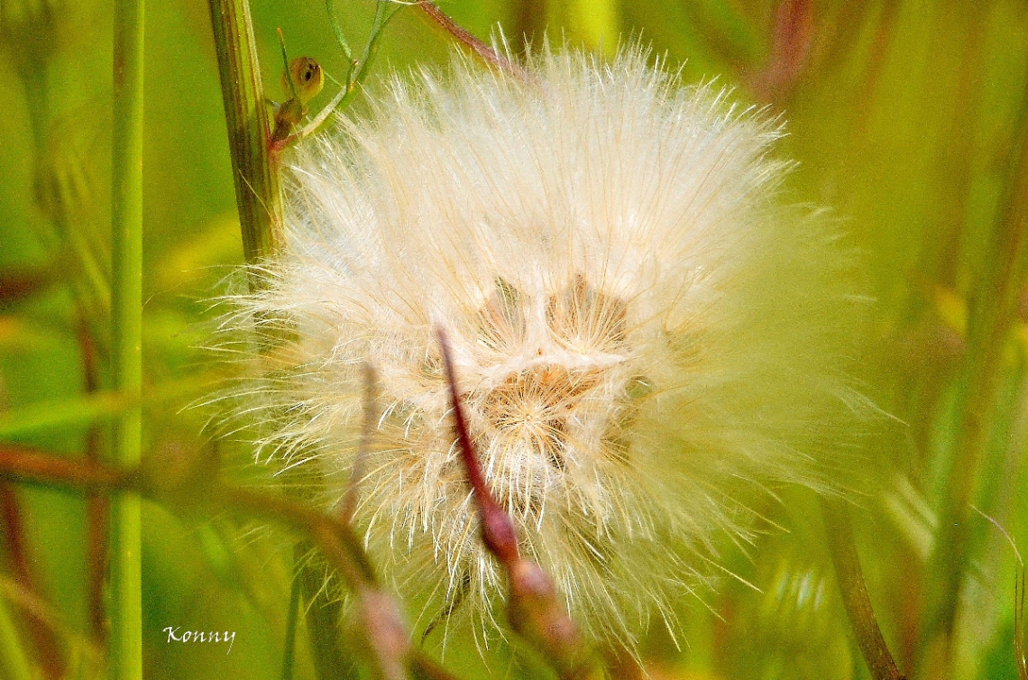 dandelion