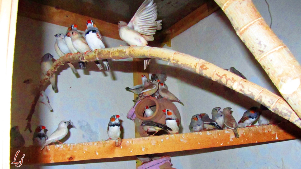 INSIDE MY AVIARY...