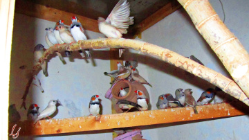 INSIDE MY AVIARY...