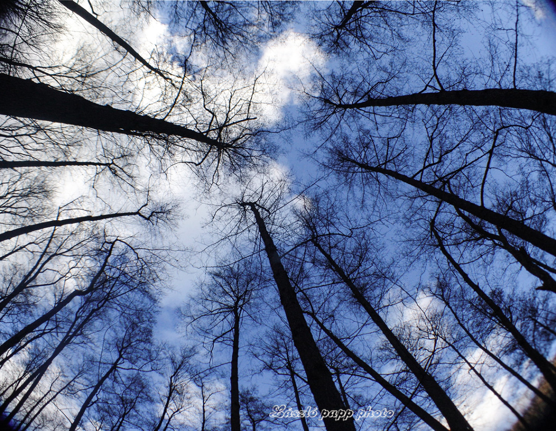 tall trees