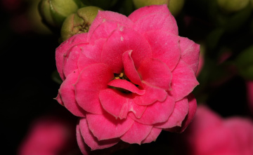 Pink only...