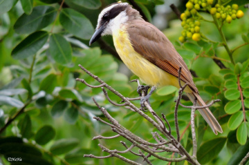 Pitangus sulphuratus