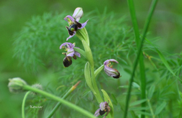 wild orchid