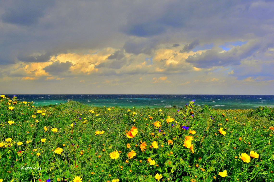 flowers sea sky 