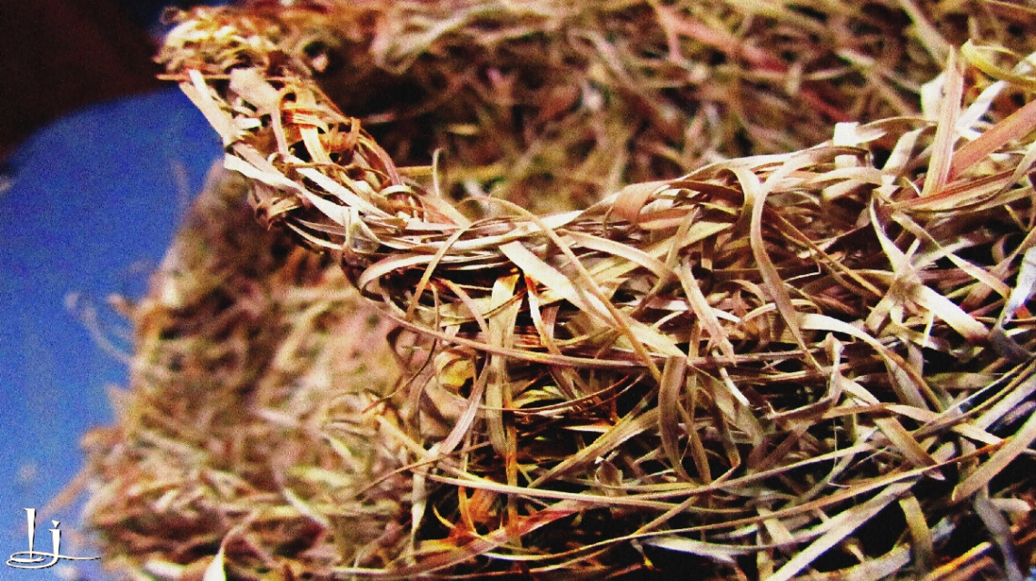 Weaver bird's Nest