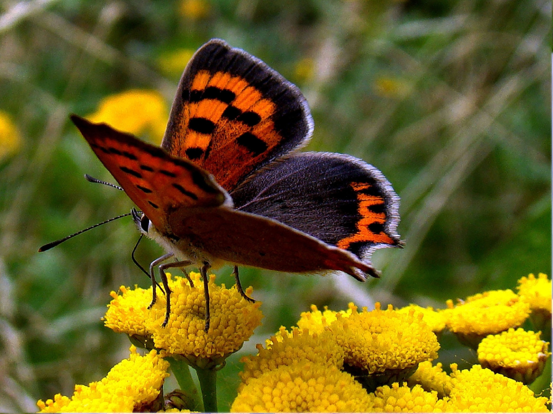 schmetterling 2