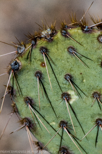 Sonoran Desert Opuntia Chlorotica