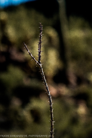 Sonoran Desert Ocotillo