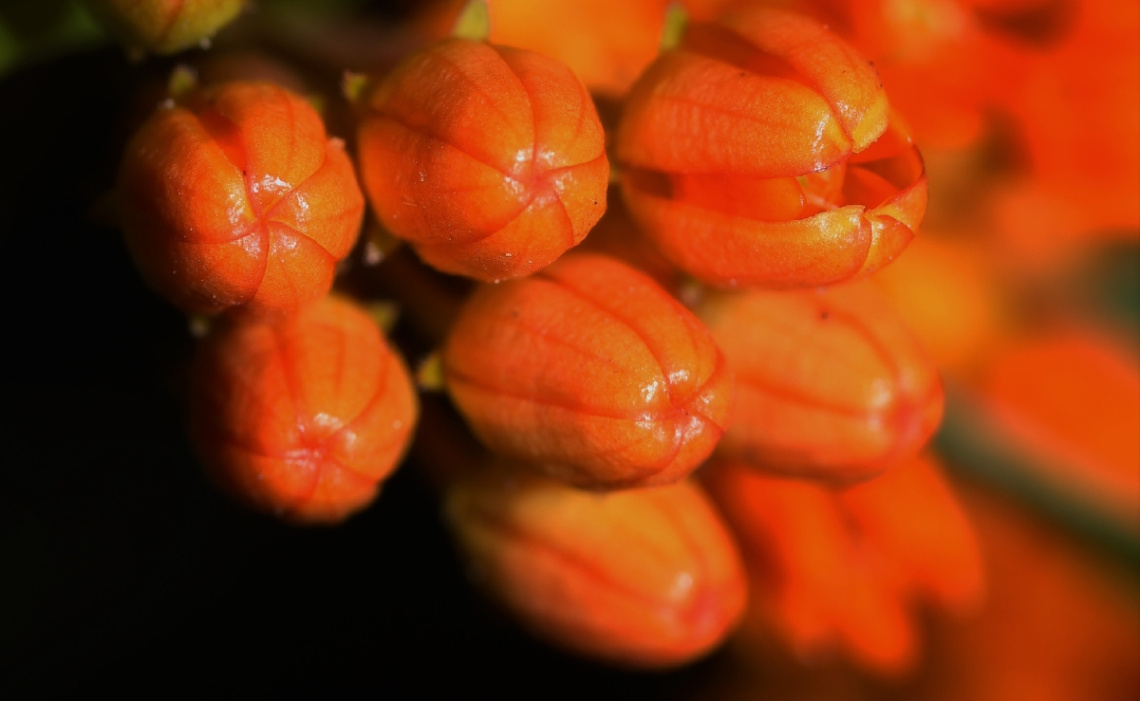 Orange view