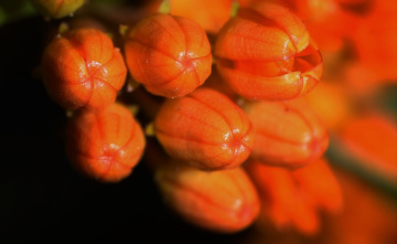 Orange view