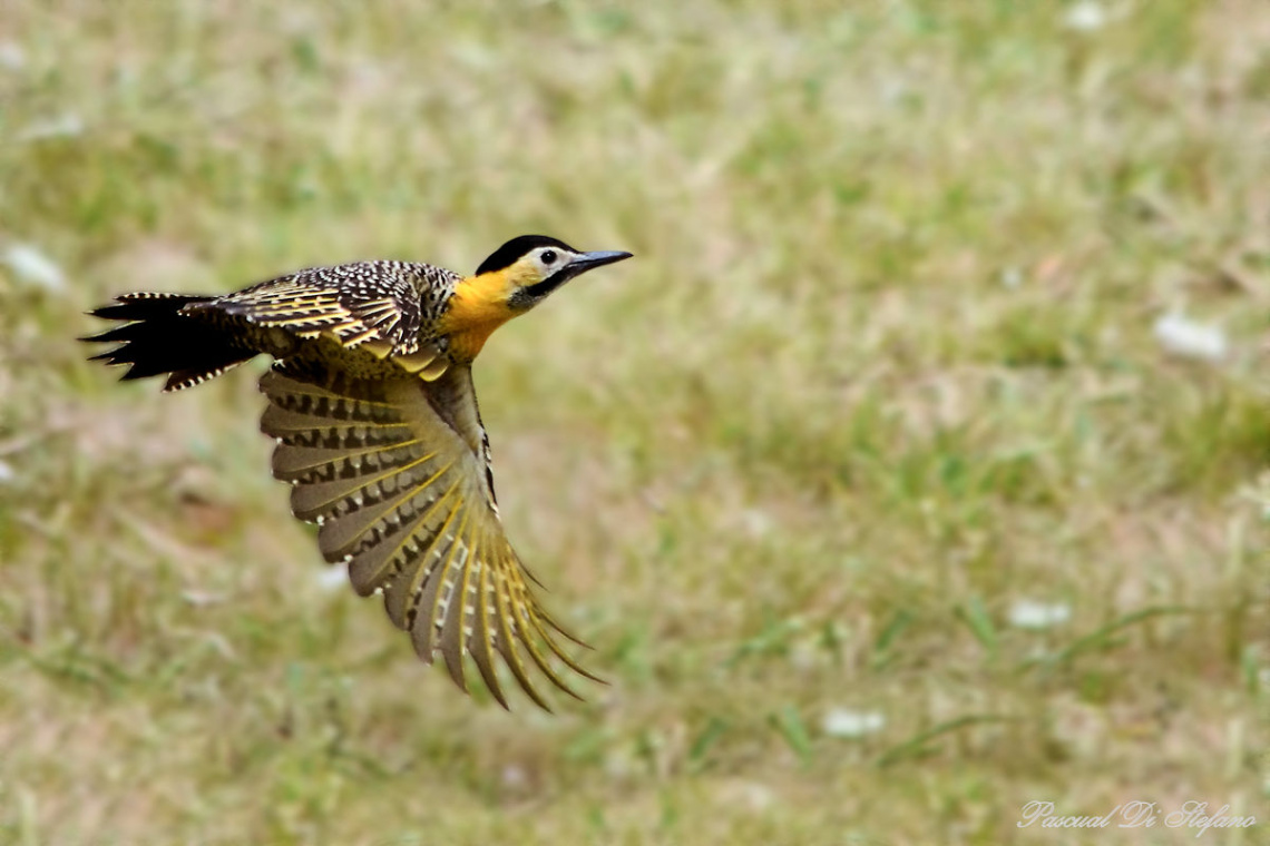 Bye bye woodpecker
