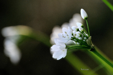 white flower