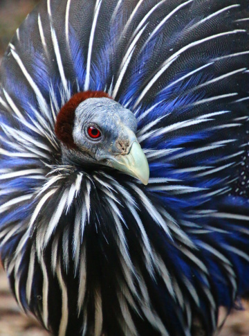 red eye