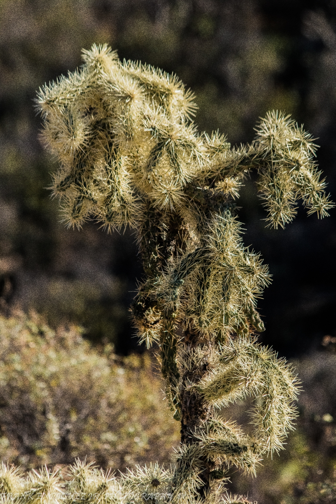 Sonoran Desert Cylindropuntia Echinocarpa