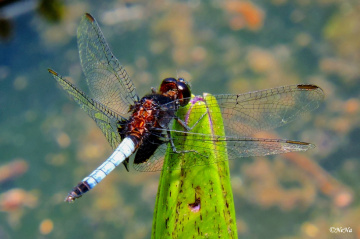 Wings