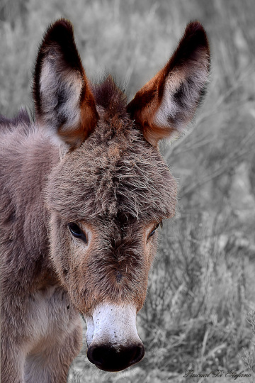 Little Donkey