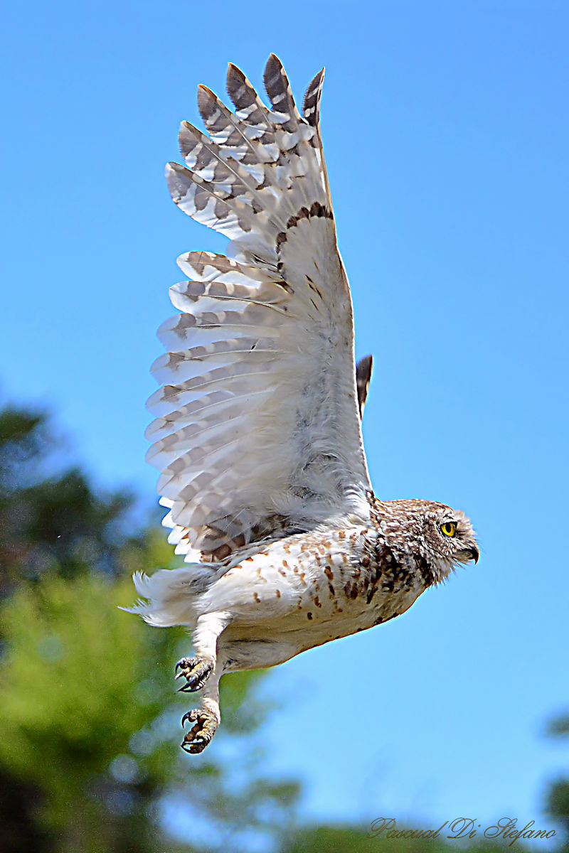 Wings 