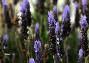lavender