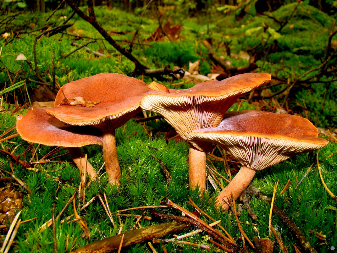 pilze 2