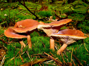 pilze 2