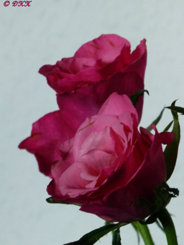 Blume