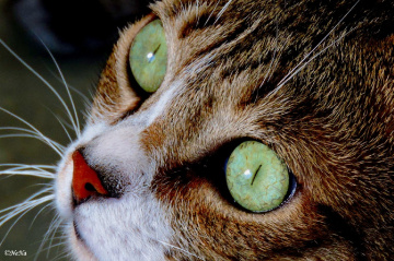 Cat's eyes