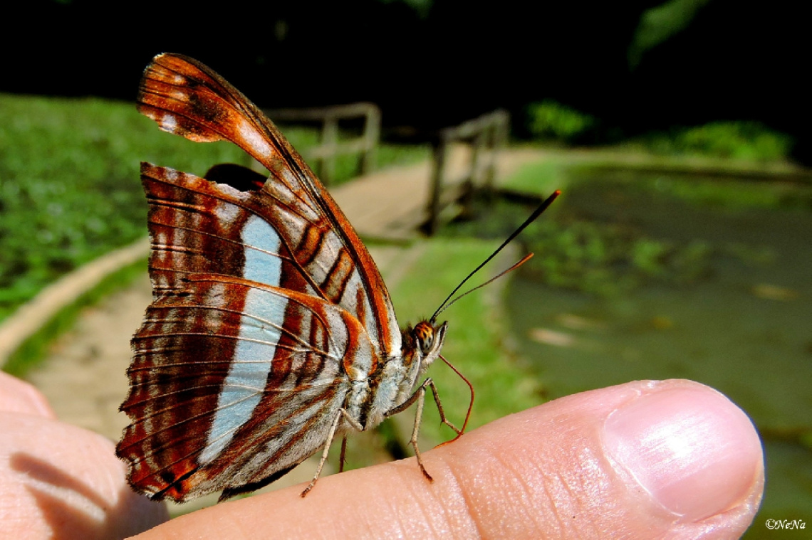 Resting on my finger