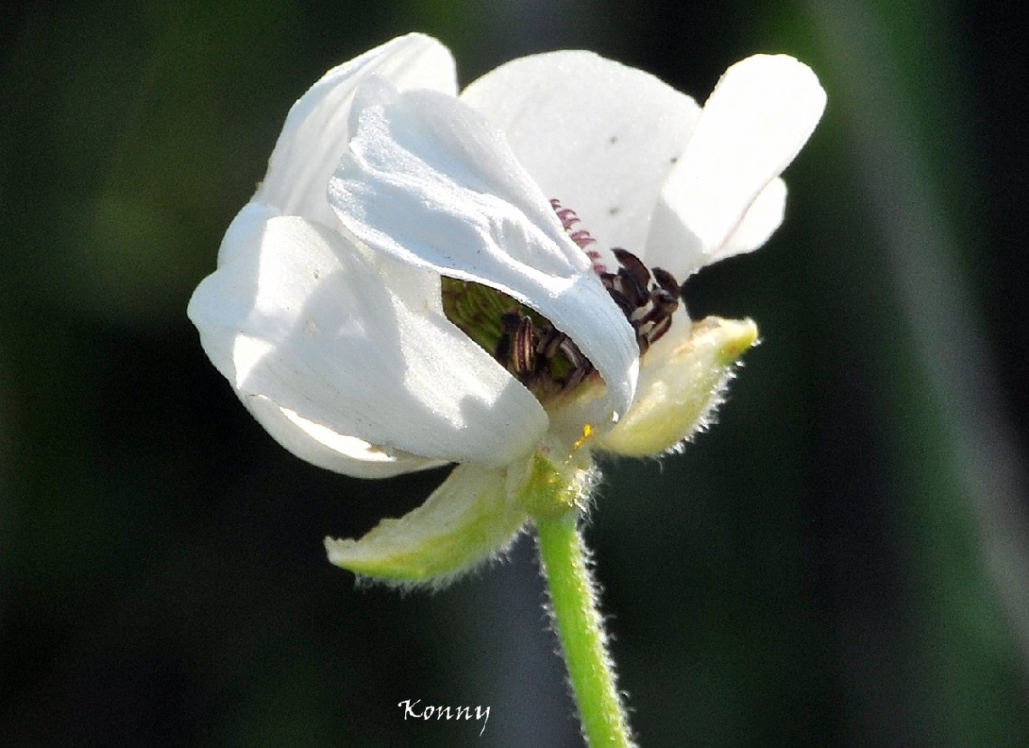 wildflower