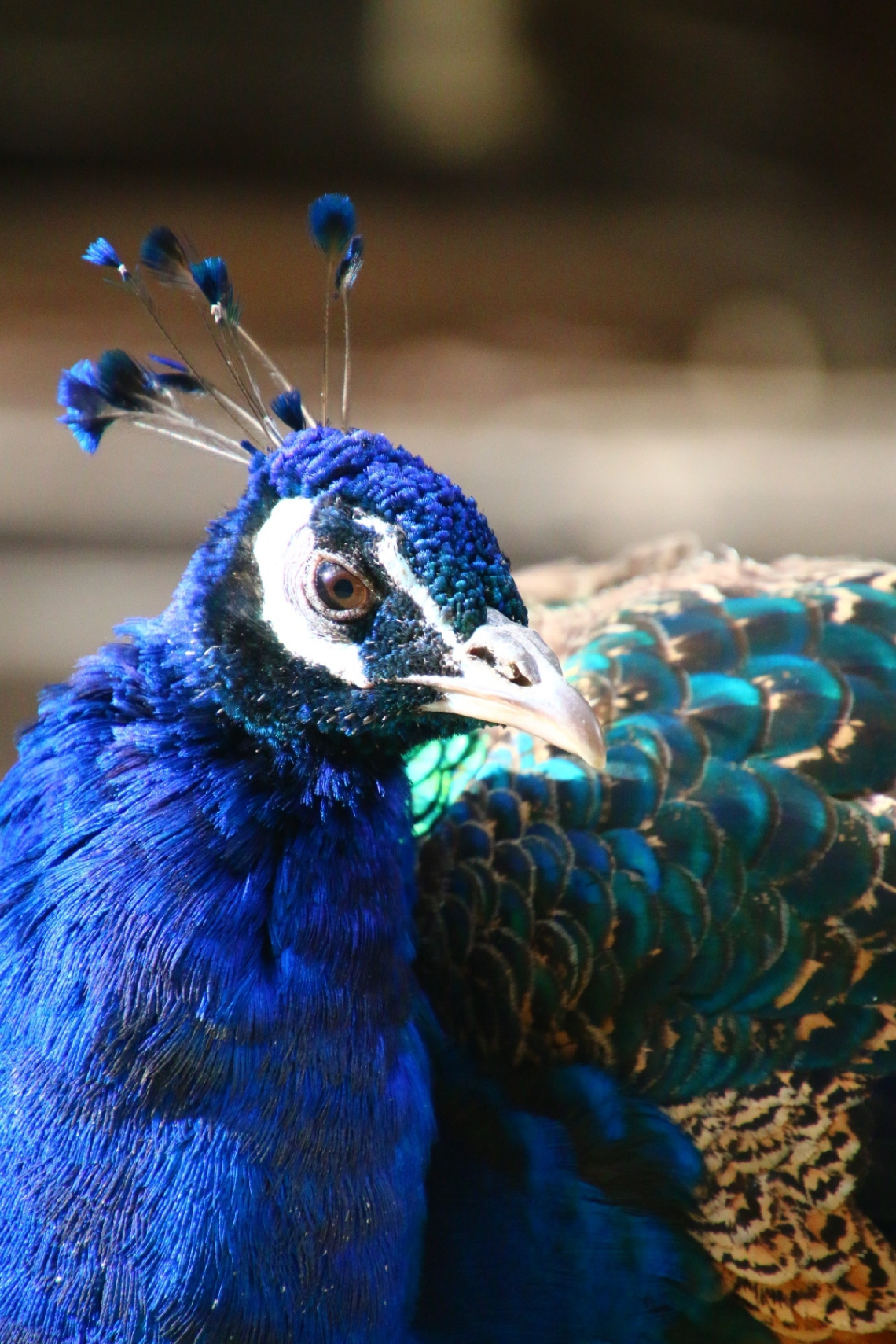peacock