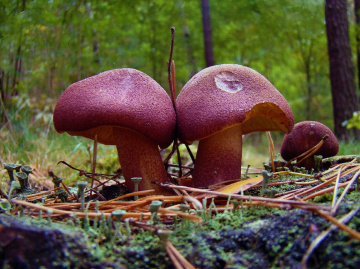 pilze 3