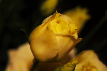Yellow...