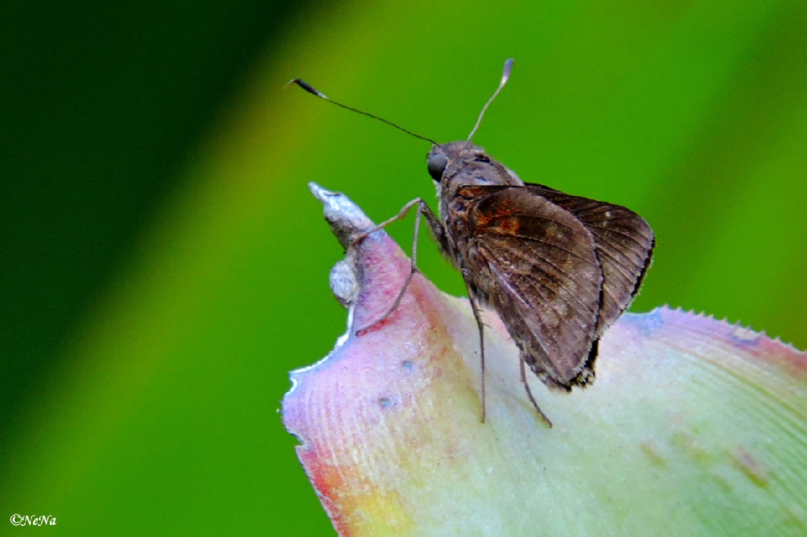 Hisperiidae
