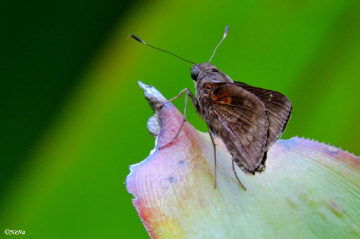 Hisperiidae